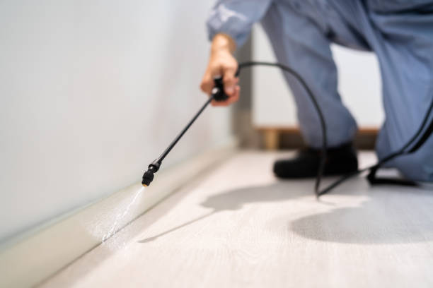 Licensed Ant Control service in St. Simons, GA - Show Me Pest Control